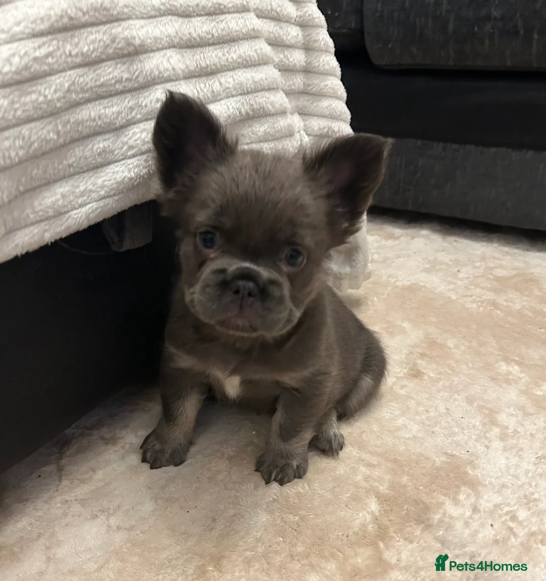 French Bulldog dogs for sale: Kc registered french bulldog puppies  - Advert 8