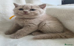 British Shorthair cats for sale: GCCF British Shorthair Kittens Champion Bloodline  - Image 8