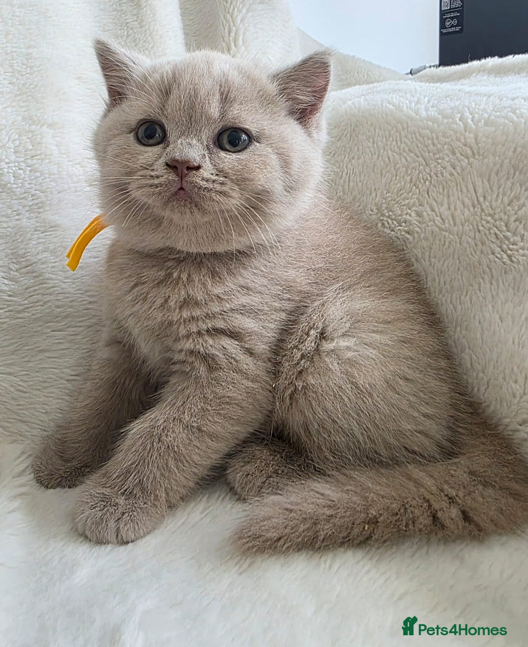 British Shorthair cats for sale: GCCF British Shorthair Kittens Champion Bloodline  - Image 8