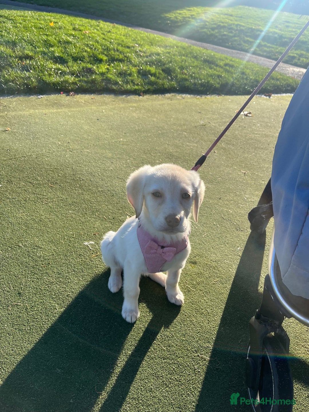 Labrador Retriever dogs for sale: Daisy  - Advert 1