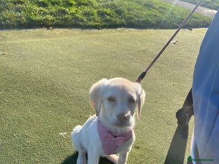 Labrador Retriever dogs Daisy - Advert 1