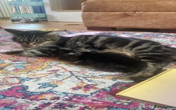 Maine Coon cats for sale: Maine Coon Cross  - Image 3