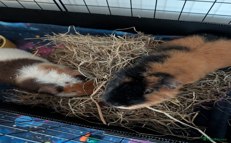 Guinea Pig rodents 2 male rex guinea pigs, with cage and all. - Advert 2