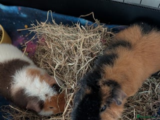 Guinea Pig rodents for sale: 2 male rex guinea pigs, with cage and all. - Advert 1