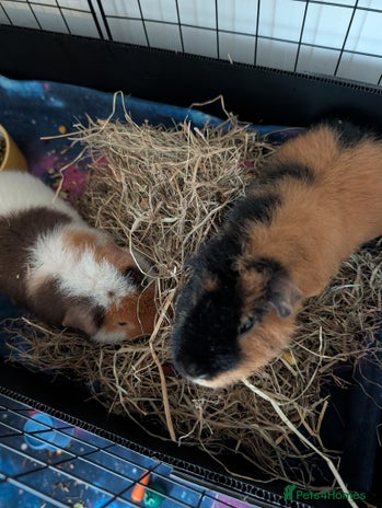Guinea Pig rodents 2 male rex guinea pigs, with cage and all. - Advert 1