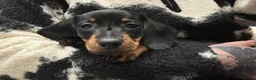 Miniature Dachshund dogs for sale: Miniature dachshund puppy for sale  - Advert 3