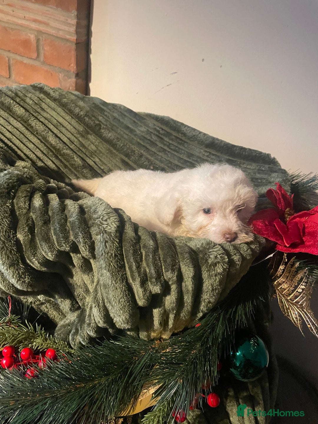 Miniature Poodle dogs for sale: Beautiful miniature poodle puppies  - Advert 10