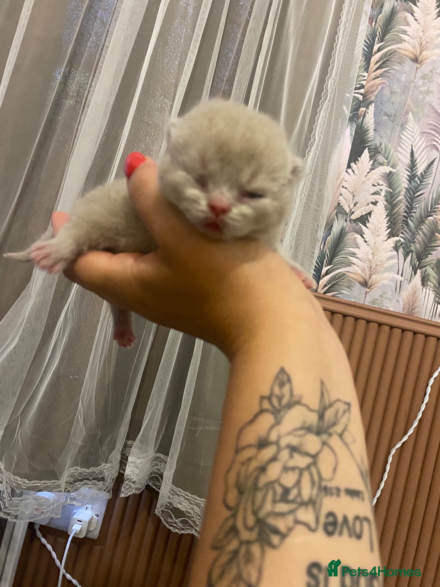 British Shorthair cats ✨Stunning Lilac British Shorthair GCCF ✨ - Advert 2
