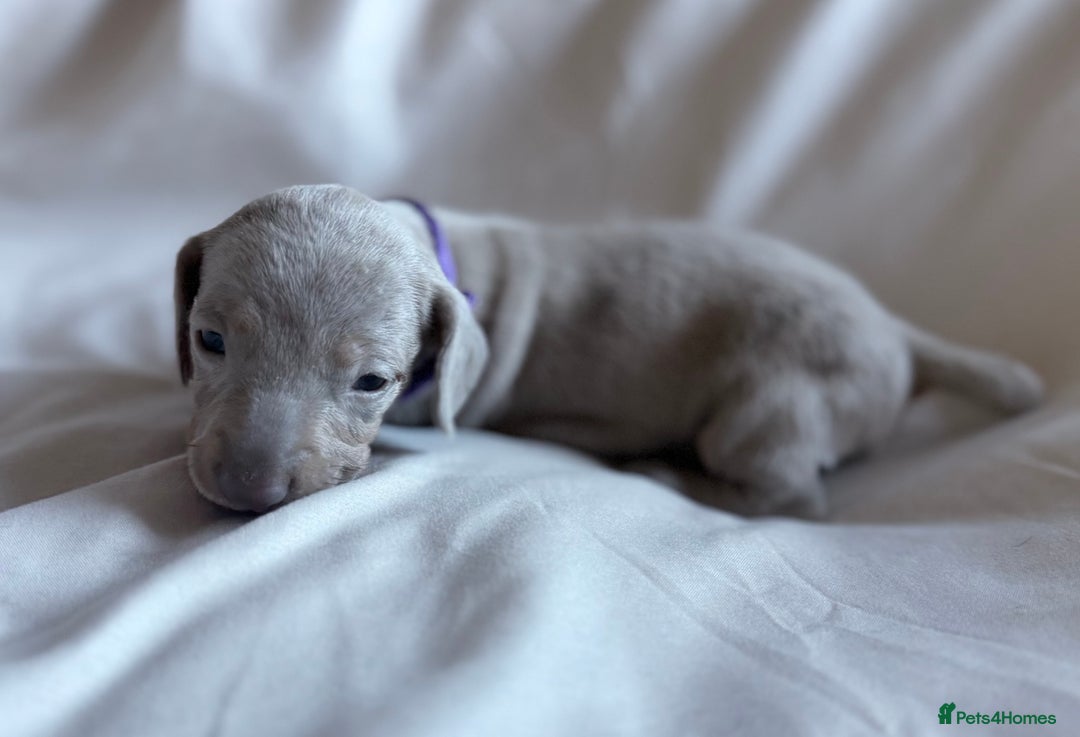 Miniature Dachshund dogs for sale: KC Registered Miniature Dachshunds - Advert 9