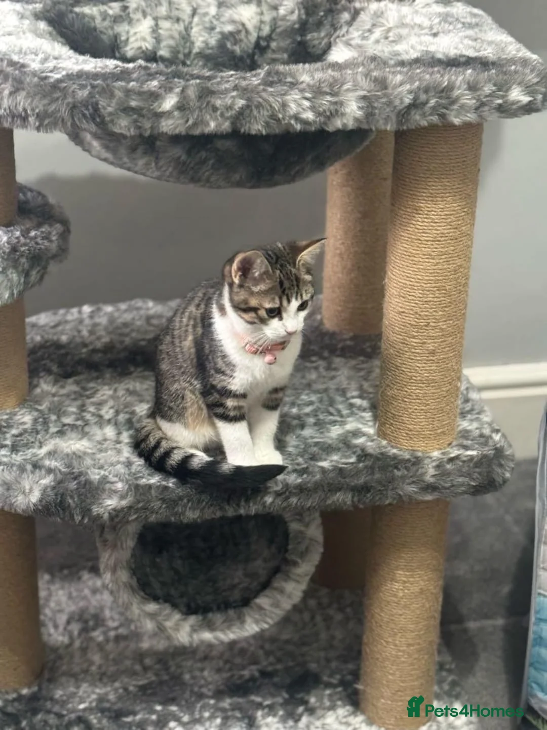 Mixed Breed cats for adoption: Bonded pair of rescue kittens ready for home - Advert 14