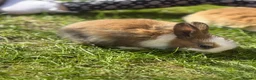 Mixed Breed rabbits for sale: Gorgeous bunnies - Advert 5