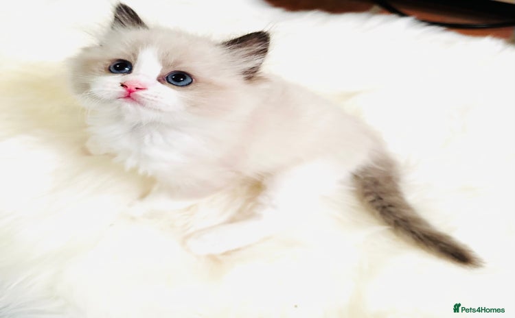 Ragdoll cats - Advert 1