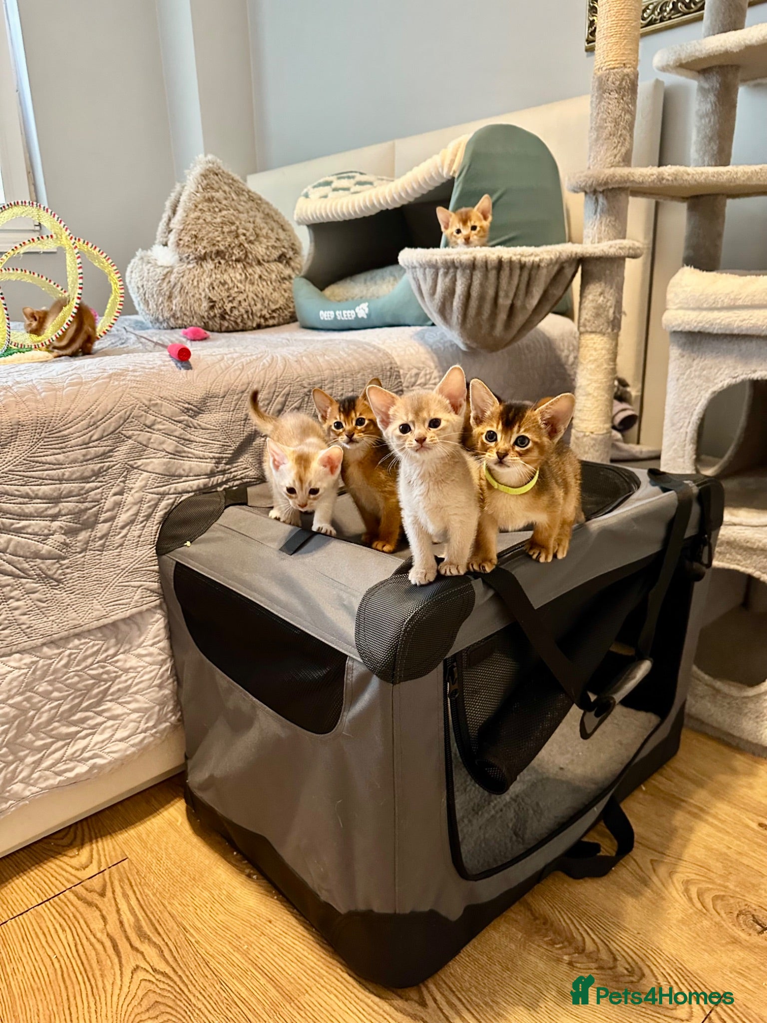 Abyssinian cats Abyssinian kittens 🌟😻🌟 - Advert 12