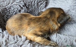 Shih Tzu dogs for sale: Stunning Rare Brindle Imperial Shih Tzu puppies - Image 8