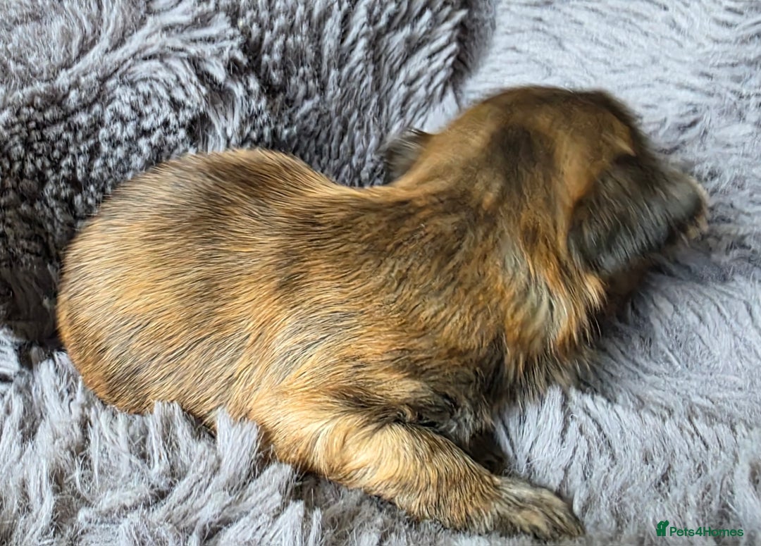 Shih Tzu dogs for sale: Stunning Rare Brindle Imperial Shih Tzu puppies - Image 8