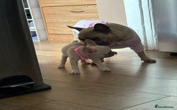 French Bulldog dogs for sale: Last 3 pups available !!Kc French bulldog puppy’s  - Image 33