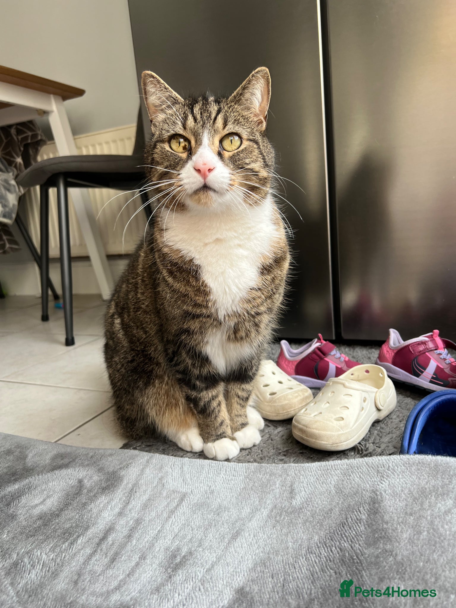 Domestic Shorthair cats FREE Tabby male cat looking forever home - Advert 5