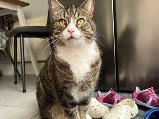 Domestic Shorthair cats FREE Tabby male cat looking forever home - Advert 5