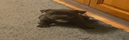 Staffordshire Bull Terrier dogs for sale: Last Boy Ready for his Forever Home ♥️ - Advert 21