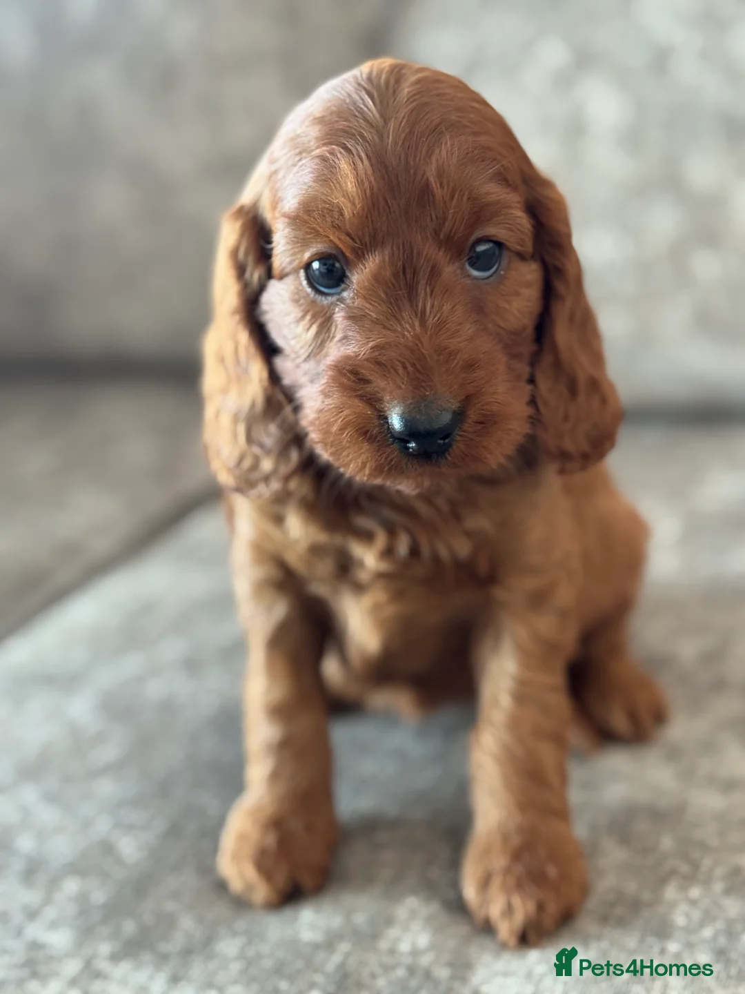 Cockapoo dogs for sale: BEAUTIFUL RED COCKAPOO PUPS HEALTH TESTED PARENTS - Advert 2