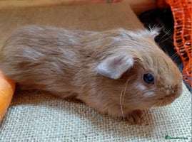 Guinea Pig rodents - Advert 3