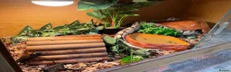 Python Snake reptiles for sale: Sweet-natured Desert Ghost Royal Python - Advert 4