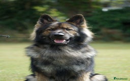 German Shepherd dogs for sale: German Shepherd Puppies - Image 12