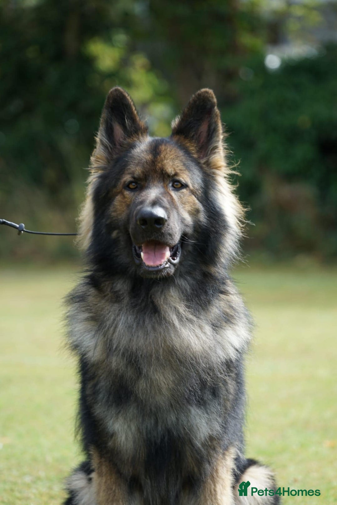 German Shepherd dogs for sale: German Shepherd Puppies - Image 12