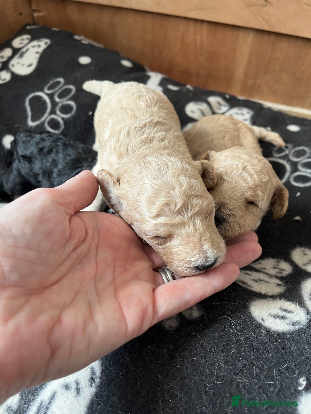 Miniature Poodle dogs for sale: Gorgeous miniature poodle pups - Image 7