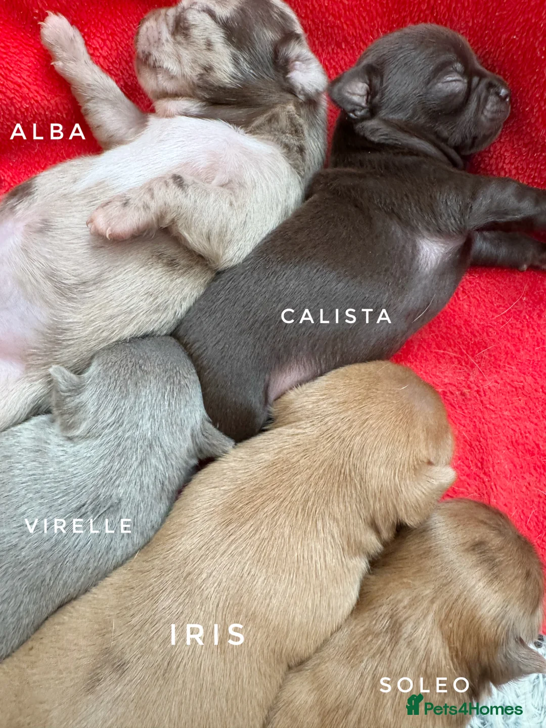 Chihuahua dogs for sale: Chihuahua puppies chocolate lilac  - Advert 8