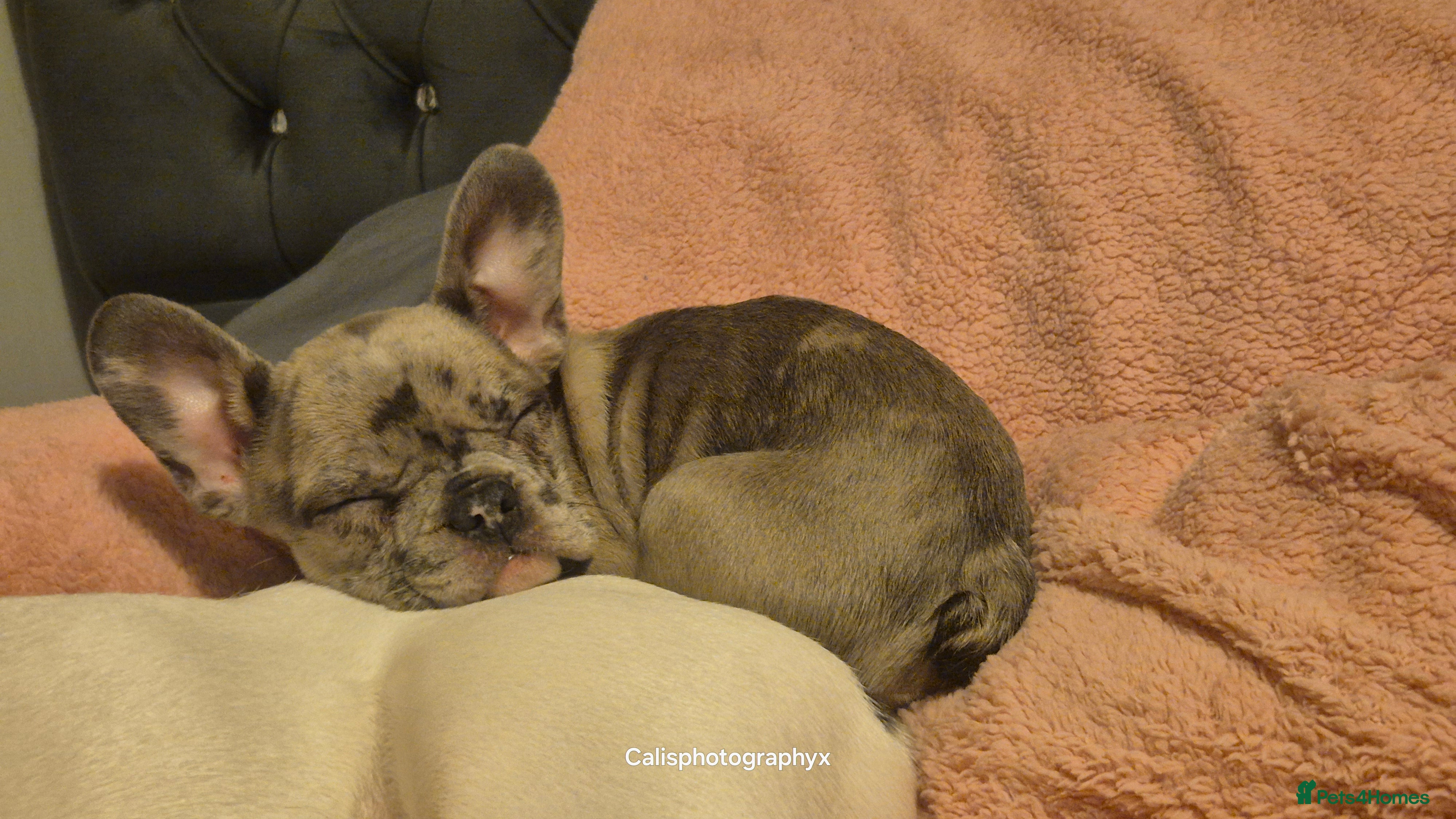 French Bulldog dogs 2 frenchies left!! Make an offer! - Advert 1