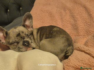French Bulldog dogs 2 frenchies left!! Make an offer! - Advert 1