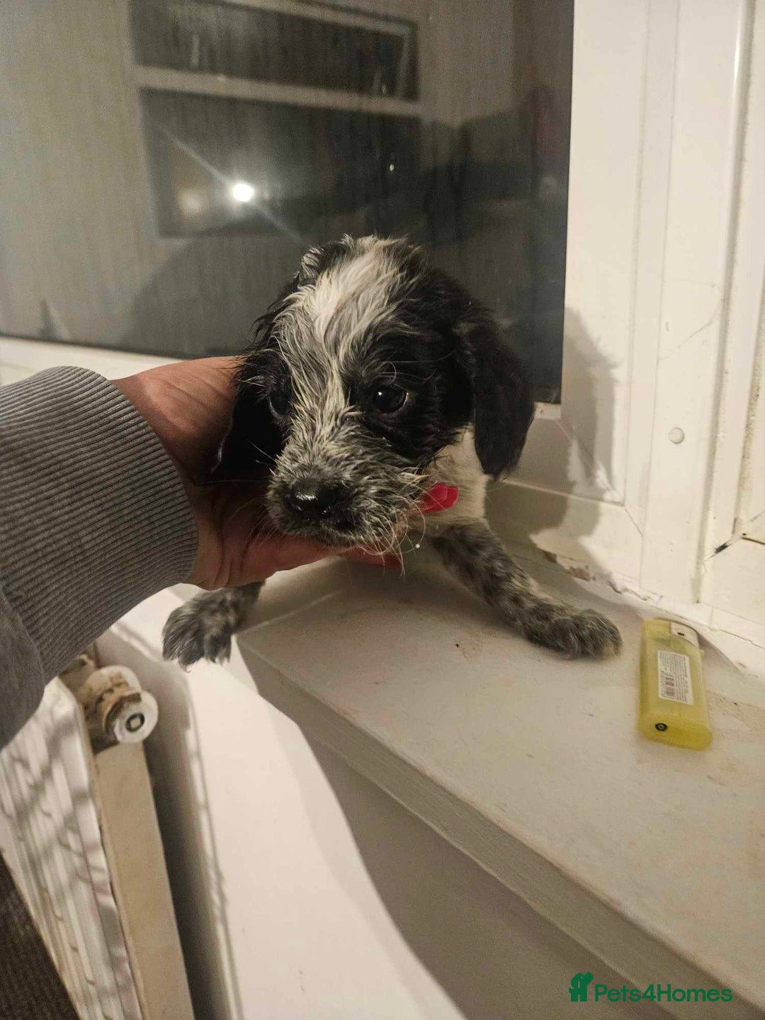 Cocker Spaniel dogs for sale: Cocka spaniel - Advert 11