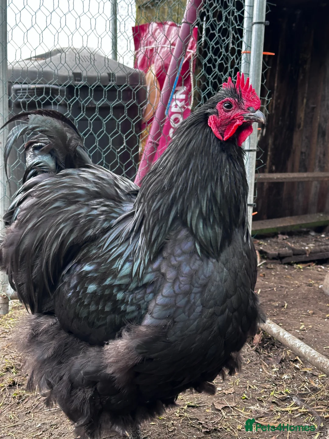 Chickens poultry for sale: Buff Orpington and Rhode Island Red Rooster - Advert 4