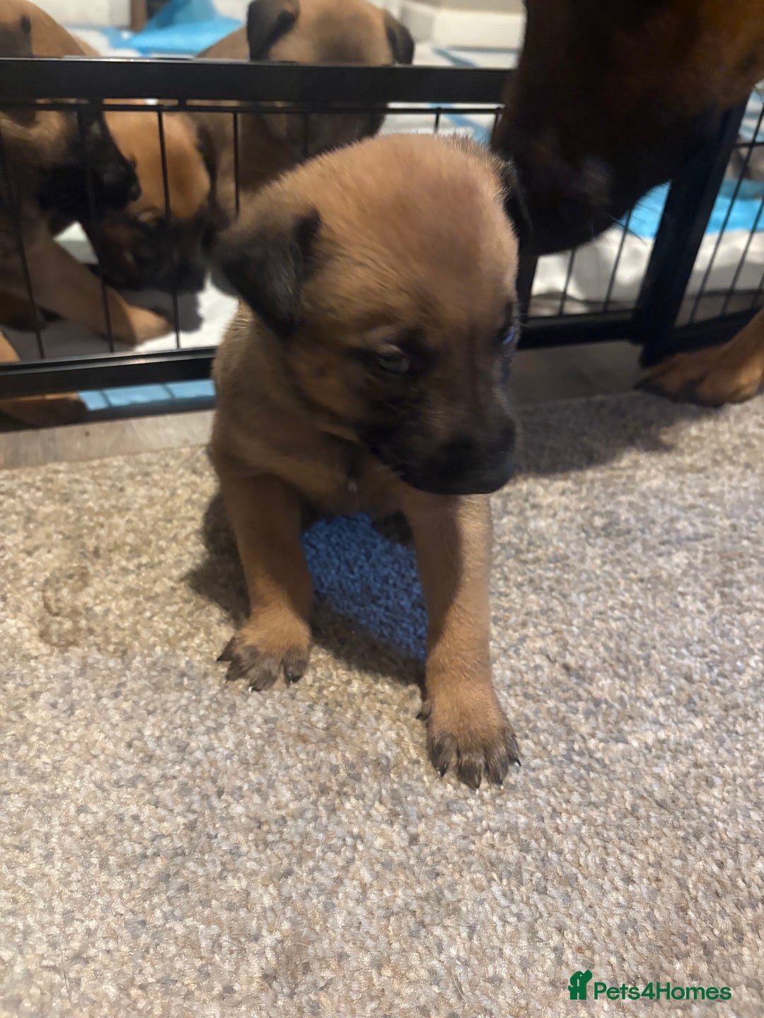 Mixed Breed dogs for sale: Belgian mali cross bullgreyhound PUPPIES  - Advert 15