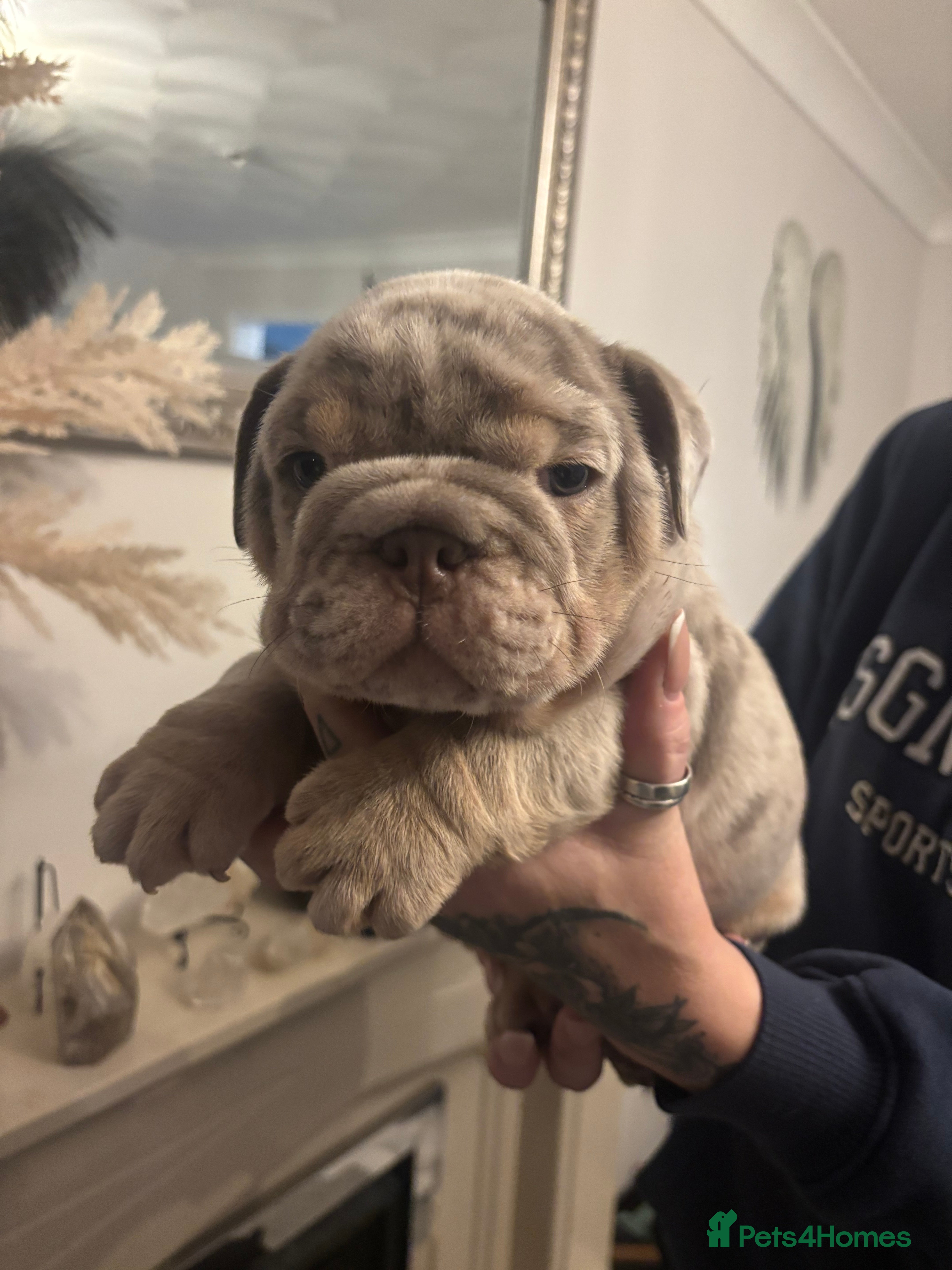 English Bulldog dogs Amazing quality British bulldog pups  - Advert 1