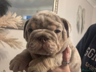 English Bulldog dogs Amazing quality British bulldog pups - Advert 1