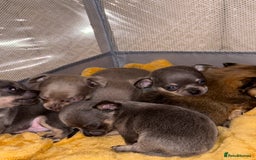 Chihuahua dogs for sale: Outstanding BLUE/TAN & LILAC/TAN puppies  - Image 17