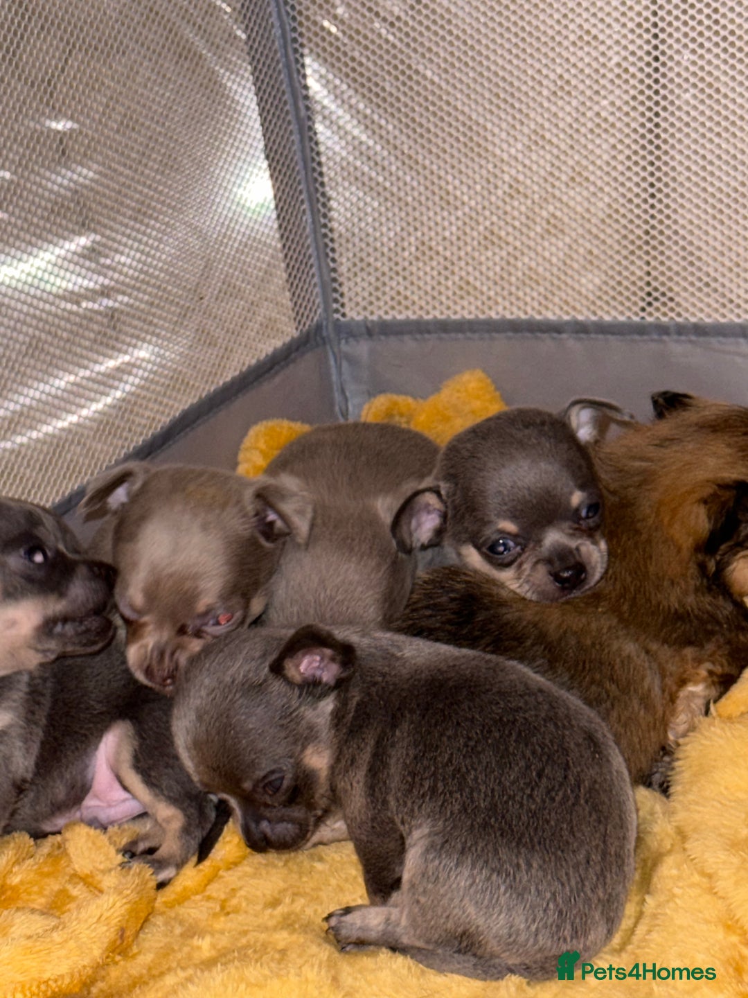 Chihuahua dogs for sale: Outstanding BLUE/TAN & LILAC/TAN puppies  - Image 17