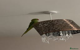 Ringnecks birds for sale: Green ringneck parrot - Advert 3