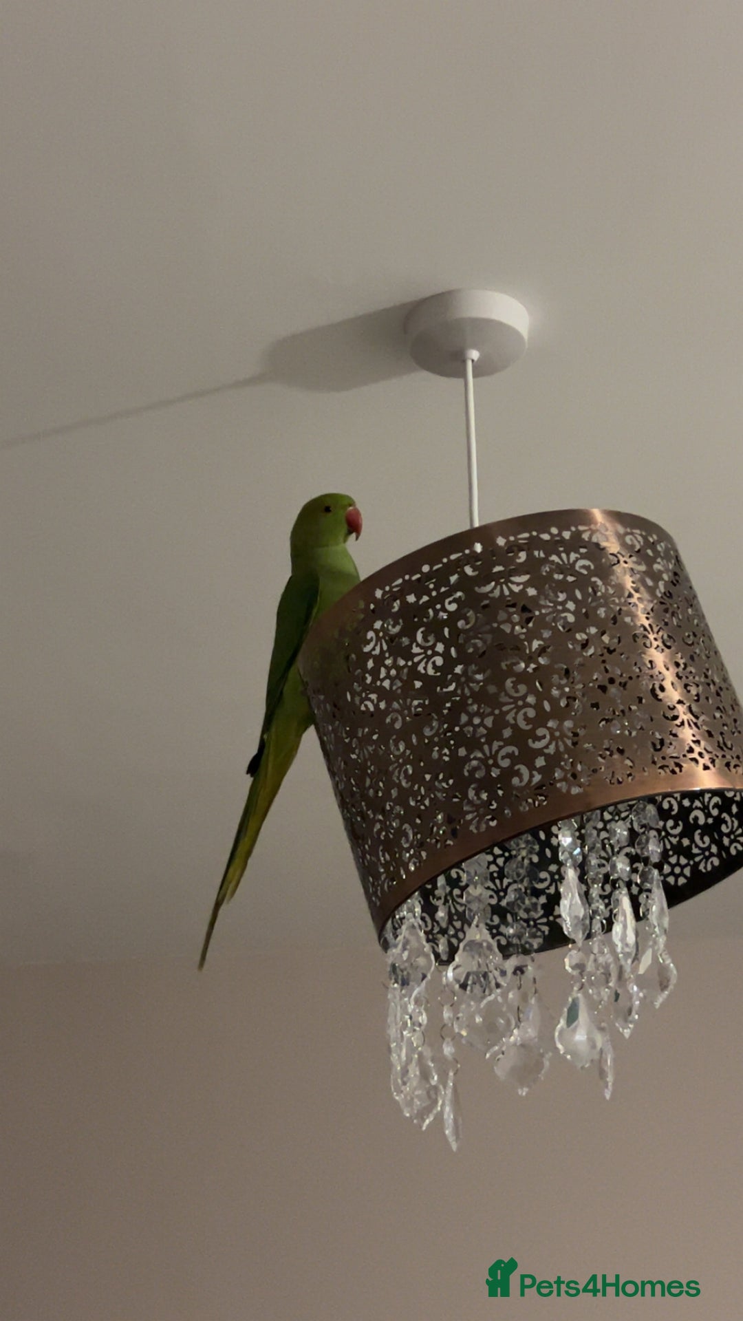 Ringnecks birds for sale: Green ringneck parrot - Advert 3