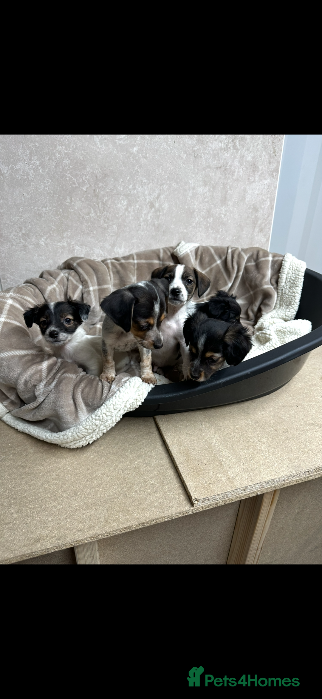 Jack Russell dogs for sale: Miniature jack russel pups - Advert 2