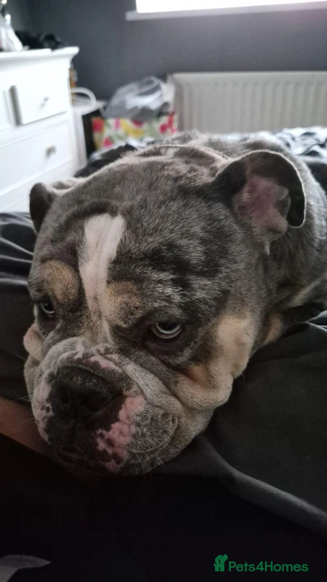 Dorset Olde Tyme Bulldogge dogs for sale: Beautiful 4 year old english bulldog in Faversham - Advert 2