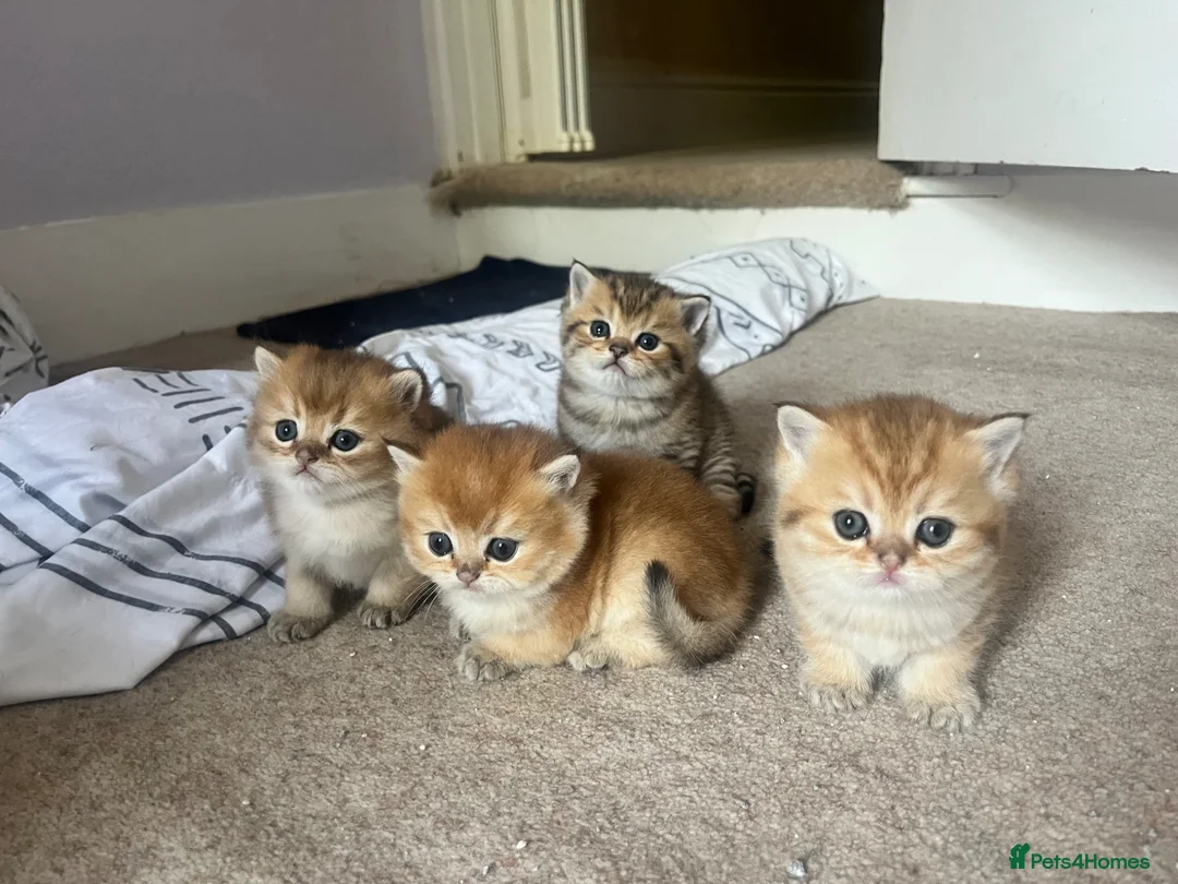 British Shorthair cats for sale: Registered Black golden shaded British shorthairs  - Advert 1
