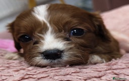 Cavapoo dogs for sale: Amazing quality cavapo litter  - Advert 24