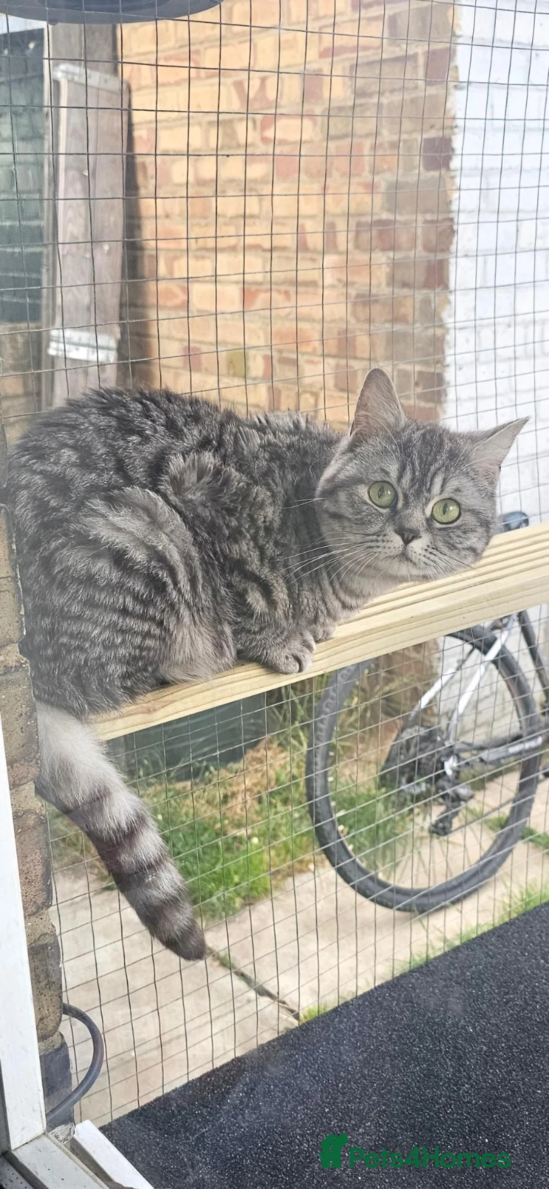 British Shorthair cats for sale: Male silver tabby british shorthair  - Advert 2