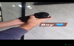 Cockapoo dogs for sale: Adorable Cockapoo’s - Image 14