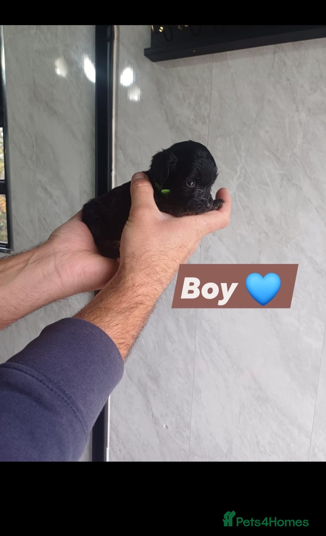 Cockapoo dogs for sale: Adorable Cockapoo’s - Image 14