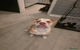 Olde English Bulldogge dogs for sale: 11 month old Pup for Rehoming - Image 4