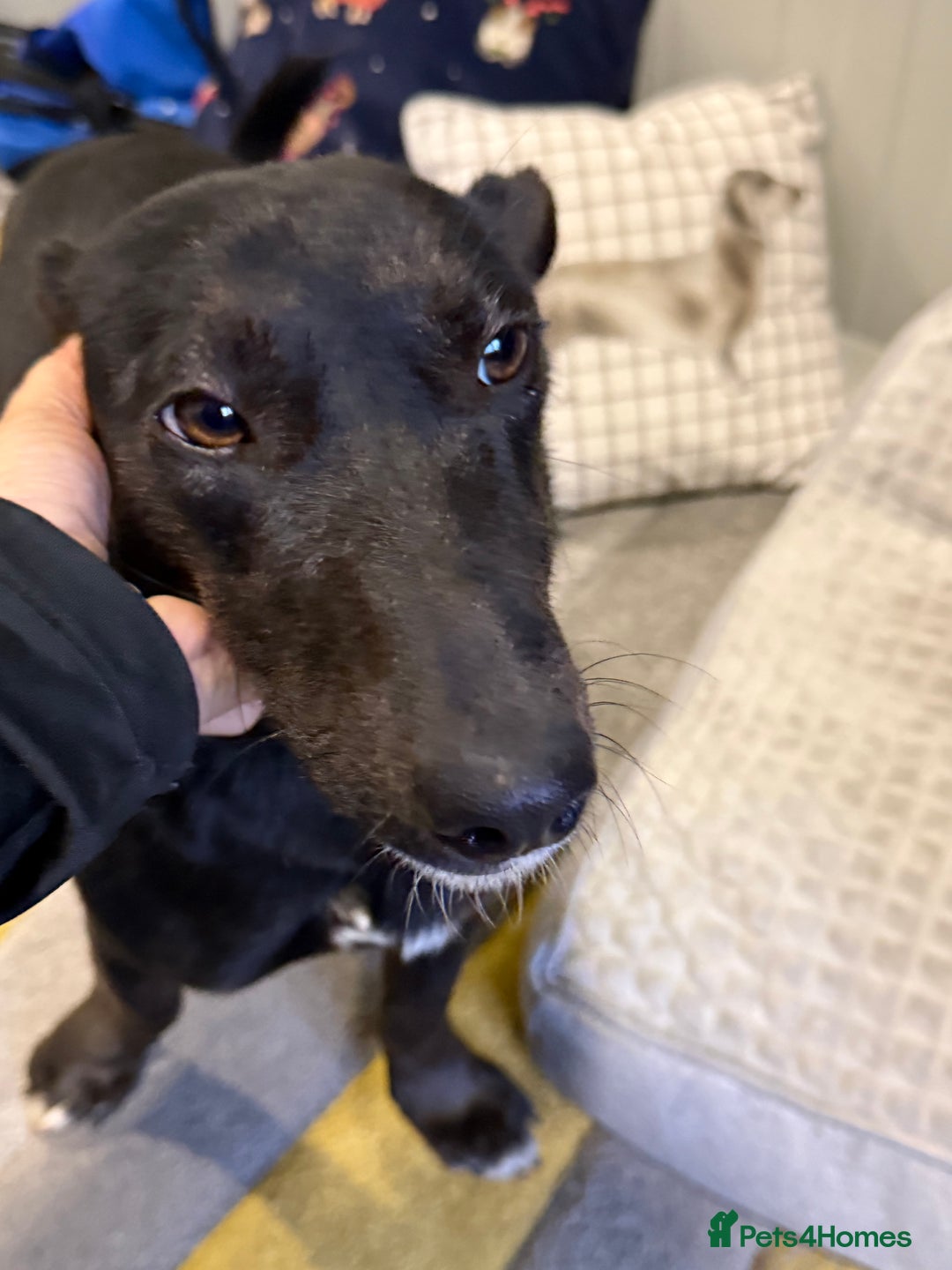 Dachshund dogs for adoption: Cute Lolita looking for LOVE  - Advert 23